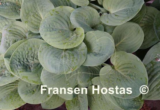 Hosta Eleanor Roosevelt